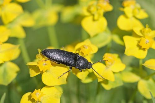Melanotus sp.